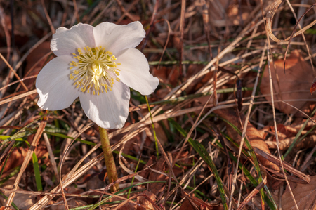 Helleborus flower with stamen in forest in sunlightの写真素材
