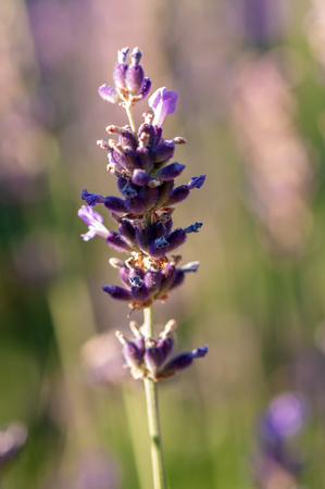 Artistic Lavender angustifolia, lavandula blossom in herb gardenの写真素材