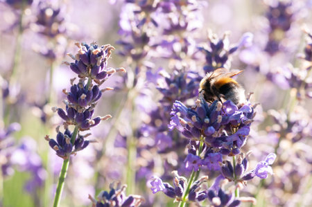 Beautiful Lavender angustifolia, lavandula in sunlight in herb garden with honey bee insect