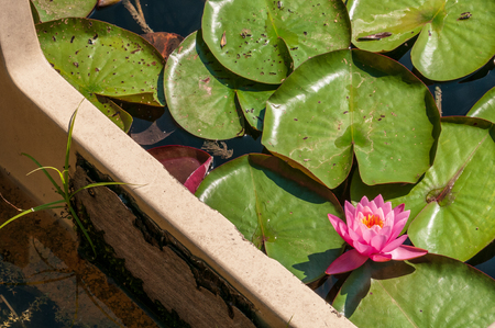 Pink lotus blossom in a very dirty and poluted natural pond with part of broken immersed boatの写真素材