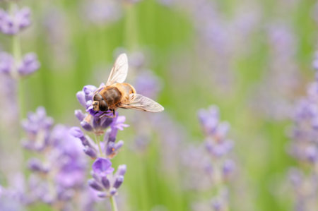 Beautiful Lavender angustifolia, lavandula in sunlight in herb garden with honey bee insect