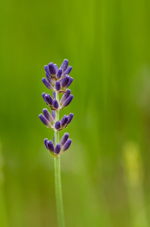Lavender angustifolia, lavandula blossom in herb garden in morning sunlightの写真素材