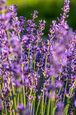 Lavender angustifolia, lavandula blossom in herb garden in morning sunlightの写真素材