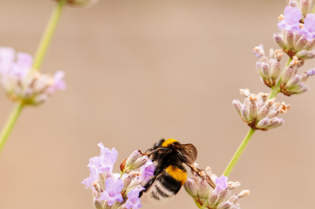 Beautiful Lavender angustifolia, lavandula in sunlight in herb garden with honey bee insectの写真素材