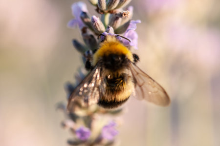 Artistic beautiful Lavender angustifolia, lavandula in sunlight in herb garden with honey bee insect
