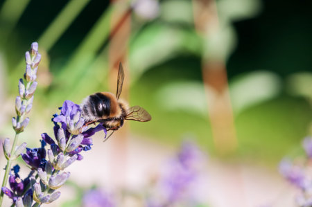Beautiful Lavender angustifolia, lavandula in sunlight in herb garden with honey bee insect
