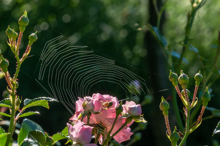 Pink roses on a green bush in garden  with 
spider web in Slovenia.の写真素材