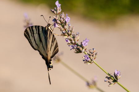 Beautiful Papilio machaon butterfly on lavender angustifolia, lavandula in sunlight in herb gardenの写真素材