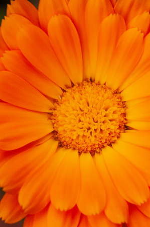 Calendula officinalis, marigold orange flower in a herb garden in a sunlight.の写真素材