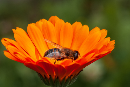 Calendula officinalis, marigold orange flower in a herb garden in a sunlight with honey beeの写真素材