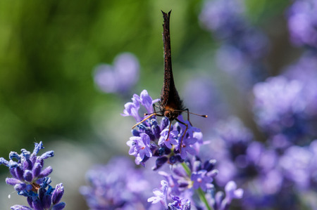 Beautiful Aglais urticae butterfly on lavender angustifolia, lavandula in sunlight in herb gardenの写真素材