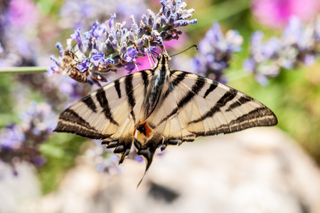 Beautiful Papilio machaon butterfly on lavender angustifolia, lavandula in sunlight in herb gardenの写真素材