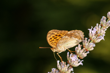 Beautiful Argynnis paphia butterfly in sunlight in herb gardenの写真素材