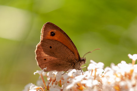 Beautiful Maniola jurtina butterfly on white Buddleja davidii in sunlight in herb garden