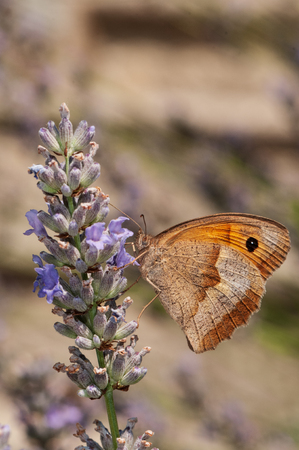 Beautiful Maniola jurtina butterfly on lavender angustifolia, lavandula in sunlight in herb gardenの写真素材