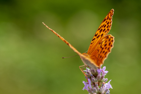 Beautiful Argynnis paphia butterfly on lavender angustifolia, lavandula in sunlight in herb gardenの写真素材