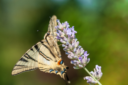 Beautiful Papilio machaon butterfly on lavender angustifolia, lavandula in sunlight in herb gardenの写真素材