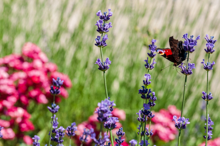 Beautiful Aglais urticae butterfly on lavender angustifolia, lavandula in sunlight in herb gardenの写真素材