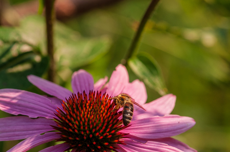 Beautiful Echinacea purpureahoney bee in sunlight in herb gardenの写真素材