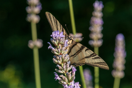 Beautiful Papilio machaon butterfly on lavender angustifolia, lavandula in sunlight in herb gardenの写真素材