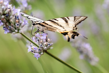Beautiful butterfly on lavender angustifolia, lavandula in sunlight in herb gardenの写真素材