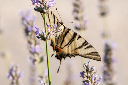 Beautiful Papilio machaon butterfly on lavender angustifolia, lavandula in sunlight in herb garden