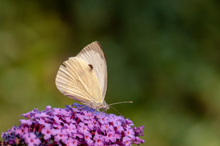 Beautiful Leptidea sinapis butterfly on purple Buddleja davidii in sunlight in herb garden