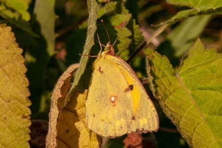 Beautiful Gonepteryx rhamni butterfly on lavender angustifolia, lavandula in sunlight in herb gardenの写真素材