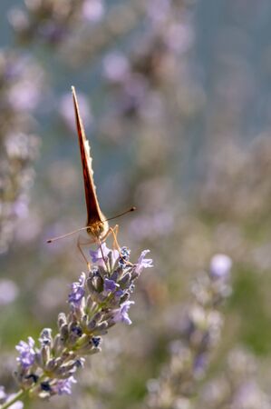 Beautiful Argynnis paphia butterfly on lavender angustifolia, lavandula in sunlight in herb gardenの写真素材
