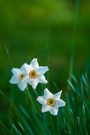 Narcissus daffodil flower on sunshine and blur background on the fieldの写真素材