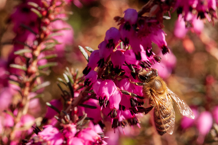 Flowers Spring Heath forest Erica carneaの写真素材