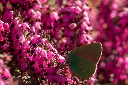 Flowers Spring Heath forest Erica carneaの写真素材