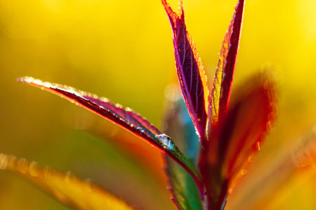 abstract japanese spirea japonica new leaves in a spring garden in the sunset. blurred and artistic...