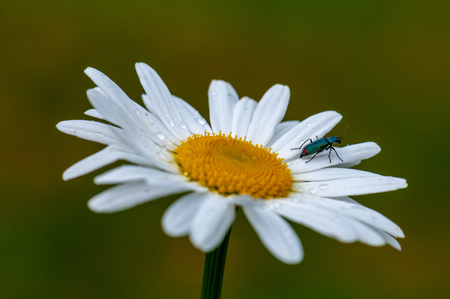 large white Leucanthemum maximum blossom in the spring on a meadow on a vivid green and yellow blurred background. bug, insect and raindropsの写真素材