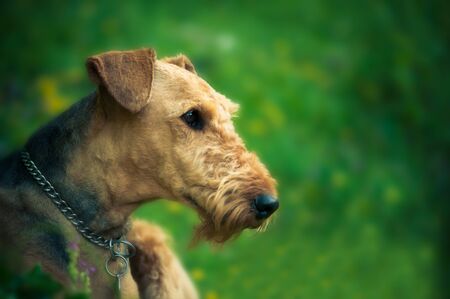 A beautiful portrait of Airedal Terrier head on a meadow. blurred background with a dog's collar. blurred background and vibrant colors.の写真素材