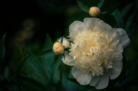 Wonderful white flower Paeonia in the garden. Summer, great romantic flower.の写真素材