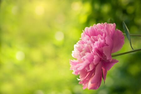 Wonderful pink flower Paeonia in the garden. Summer, great romantic flower.の写真素材