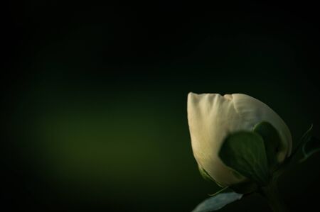 Wonderful white flower
 Paeonia in the garden. Summer, a great romantic flower obscured by sun rays.の写真素材