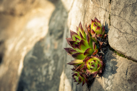 The wonderful Sempervivum tectorum grows in the middle of a rocky wall. summer in herbal garden
