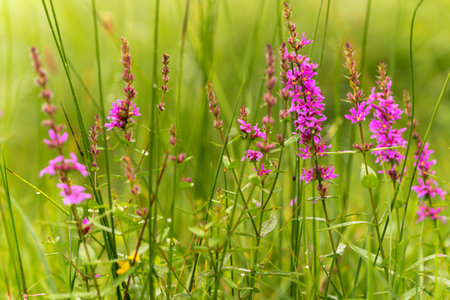 A beautiful lawn, a flowers and green grass with stunning drops of dew and a shimmering bokeh.