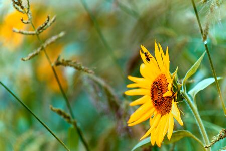 Sunflower blooming on morrning field. Close-up of sunflower. Artistic.の写真素材