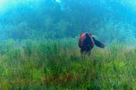 Brown horse in a foggy meadow eating in autumn. Wild horse grazing in the meadow on misty summer morning.の写真素材