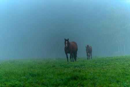 Herd of horses grazing in a meadow in the mist. Horses in a foggy meadow in autumn. Wild horses grazing in the meadow on misty summer day.の写真素材