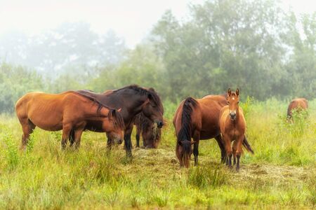 Herd of horses eating on a meadow. Horses in a foggy meadow in autumn. Wild horses grazing in the meadow on misty summer morning.の写真素材