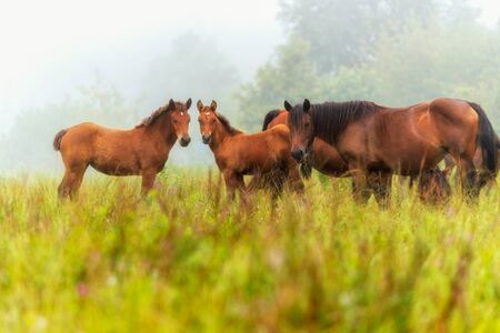 Herd of horses on a meadow in the mist. Horses in a foggy meadow in autumn. Wild horses on the meadow on misty summer morning.の写真素材