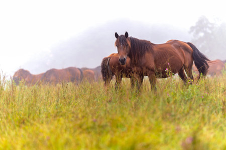 Horses on a meadow in the mist. Brown horses in a foggy meadow in autumn. Wild horses on the meadow...