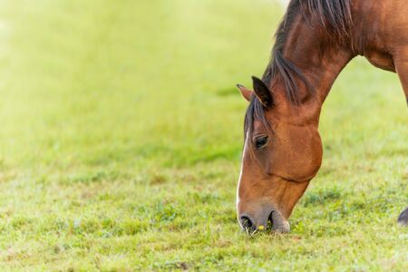 Brown horse in the pasture is grass. Vibrant colors, sunburnt, close up. Blurred background.の写真素材
