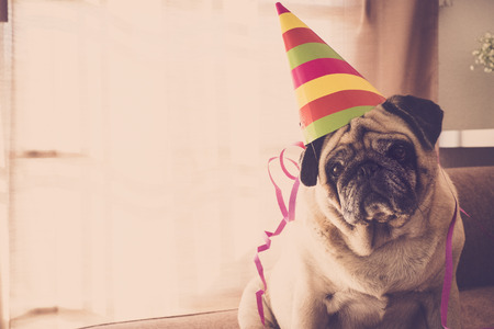 party and celebration time at home for a beautiful pug with nice hat. new year eve concept indoor.の写真素材
