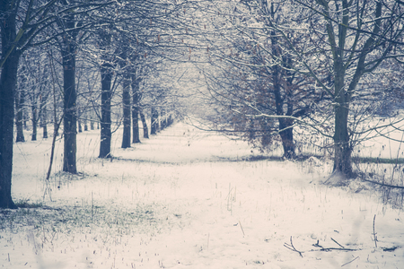 forest with tree-lined avenue and lots of snow in Decemberの写真素材