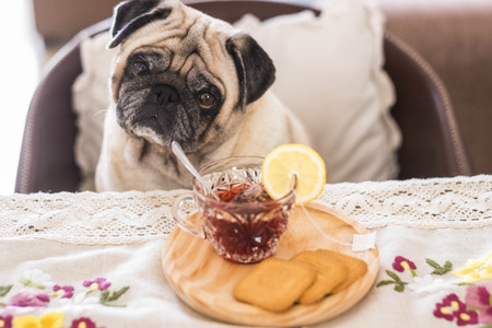 tea time at home in the afternoon for a funny dog pug sit down at the table. looking to you with curiosity and some biscuits food on the tableの写真素材